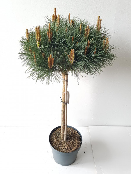 Pinus sylvestris Watereri - Stämmchen, (Höhe: 100-110 cm), Kiefer, Silberkiefer