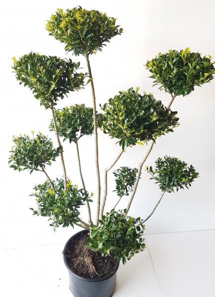Gartenbonsai / PonPon (Höhe: 120-130 cm) - Ilex crenata 'Glorie Gem'