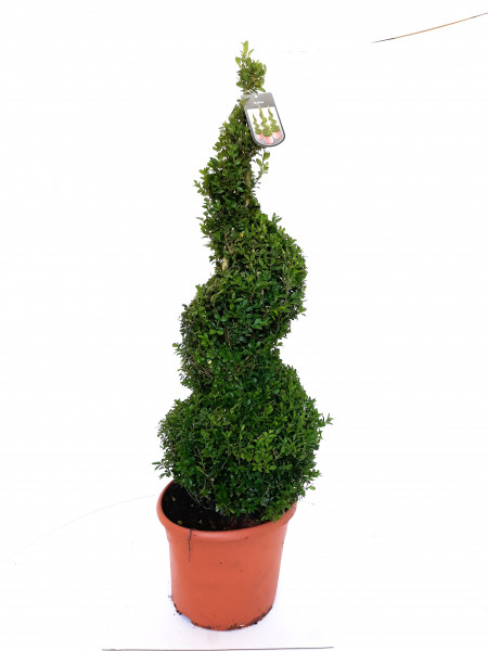 Buchsbaum - Spirale (Höhe: 100-110 cm), Buxus sempervirens