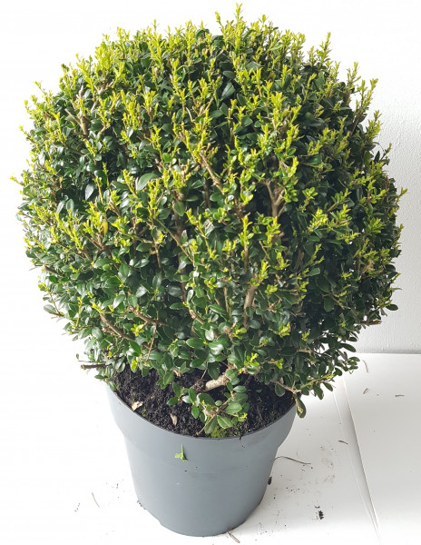 Ilex - Kugel, Ilex crenata Glorie Gem, Durchmesser: 30-35 cm, Alternative zum Buchsbaum