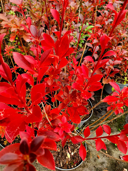 Prachtglocke (Höhe: 120-130 cm), Enkianthus campanulatus