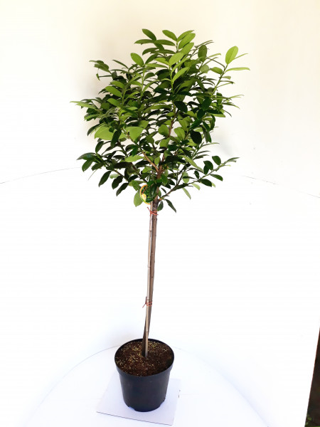 Kirschlorbeer Stämmchen, Prunus laurocerasus Caucasica