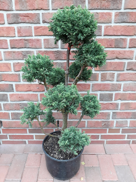 Chamaecyparis obtusa 'Drath' (Höhe: 110-120 cm), Gartenbonsai, Formpflanze