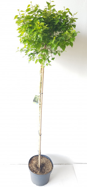 Lollypop - Birke, kugelförmig, Betula pendula Magical Globe