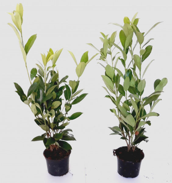 Prunus laurocerasus 'Caucasica' (Höhe: 40-50 cm / Topf: 1,3 Liter) - großblättriger Kirschlorbeer