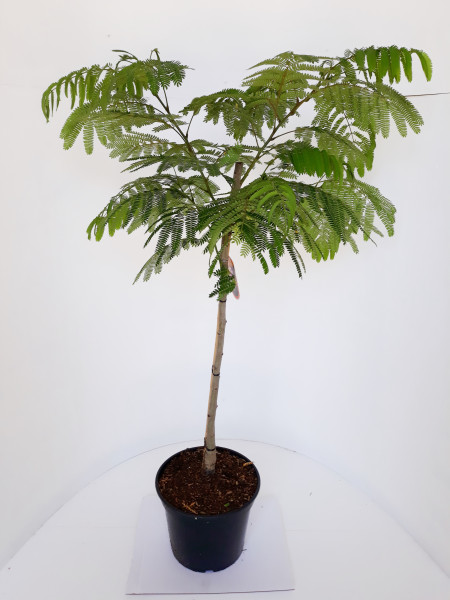 Albizia julibrissin Ombrella, Seidenbaum, Schlafbaum, Seidenakazie, Höhe: 110-120 cm