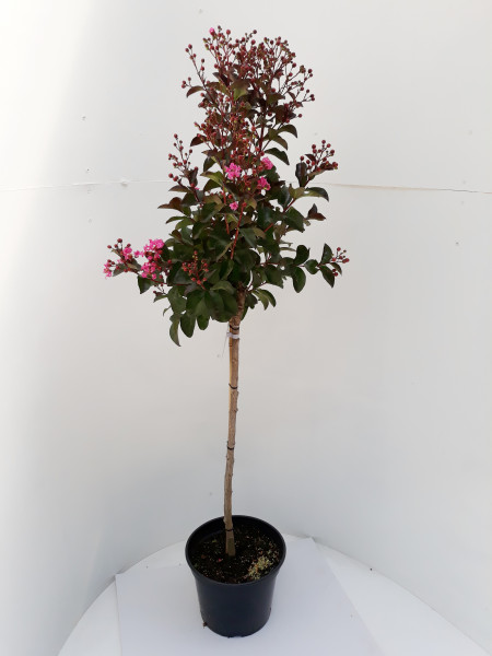 Kreppmyrte, Lagerstroemia indica Rhapsody in Pink, Höhe: 140-150 cm inkl. Topf