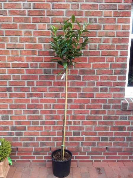 Kirschlorbeer Stämmchen (Höhe: 170-180 cm) - Prunus laurocerasus 'Etna'