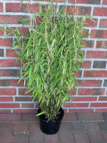 Fargesia murielae 'Jumbo' (Höhe: 110-120 cm), Gartenbambus, Schirmbambus