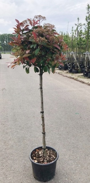 Glanzmispel-Stamm (Höhe: 240-250 cm / Sth. 180 cm), Photinia fraseri 'Red Robin'