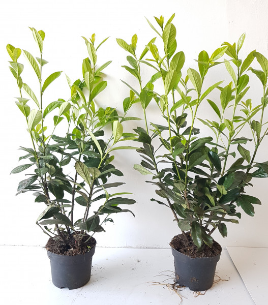 Prunus laur. 'Caucasica' (Höhe: 60-70 cm / Topfvolumen: 3 Liter) - großblättriger Kirschlorbeer
