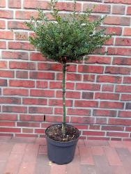 Ilex crenata 'Glorie Gem' - Stämmchen, Bergilex (Höhe: 160-170 cm)