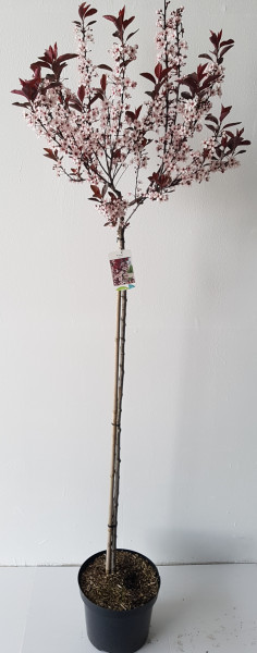 Zwergblutpflaume auf Stamm (Höhe: 160-170 cm), Prunus cistena