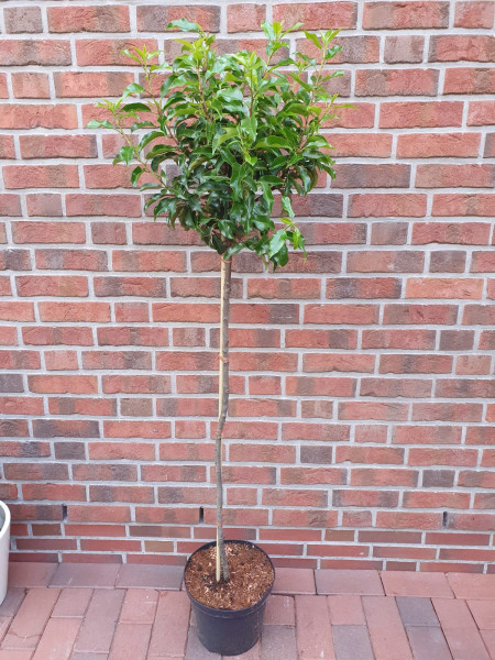 Lorbeerkirsche - Stamm (Höhe: 170-180 cm) - Prunus lusitanica Angustifolia