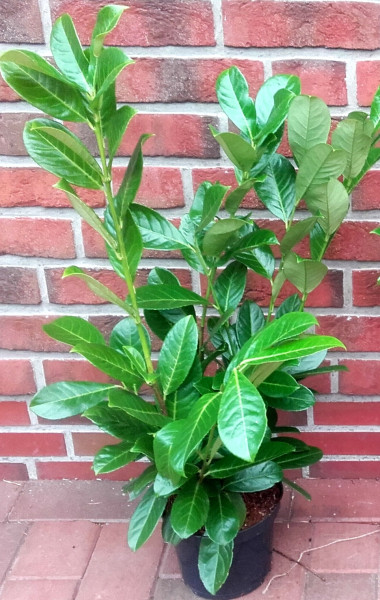 Kirschlorbeer (Höhe: 80-100 cm / Topfvolumen: 3 Liter) - Prunus laurocerasus Rotundifolia