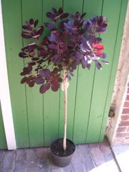 Perückenstrauch-Stämmchen (Höhe: 120-130 cm), Cotinus coggygria Roxal Purple