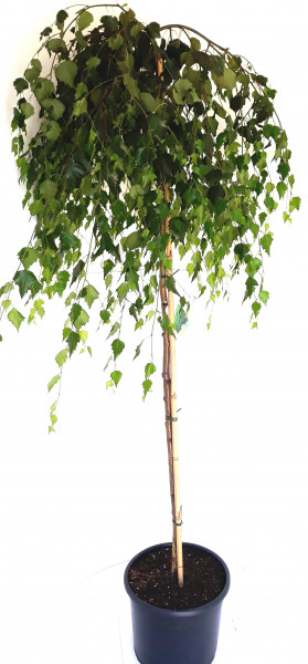 Trauer-Birke, Hänge-Birke, Betula Youngii, Höhe: 170-180 cm
