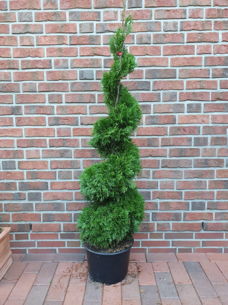 Edelthuja Spirale (Höhe: 130-140 cm) - Thuja occidentalis Smaragd